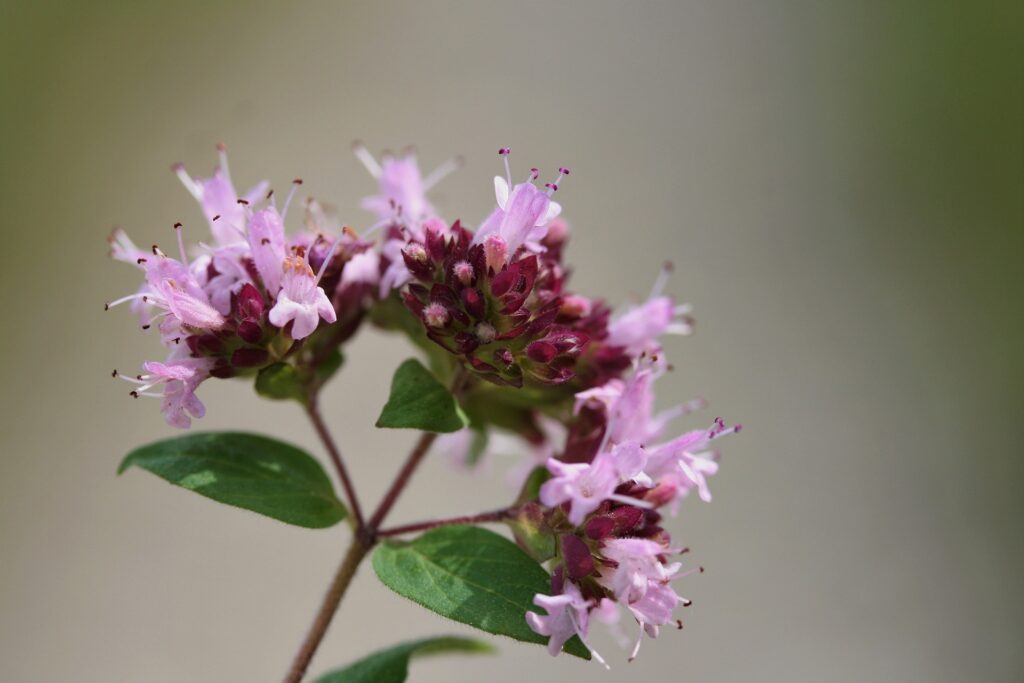 ooregano benefits and uses